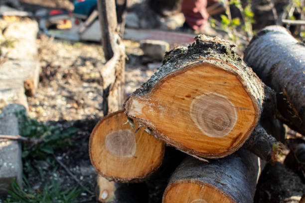 Best Firewood Processing and Delivery  in Ardmore, TN